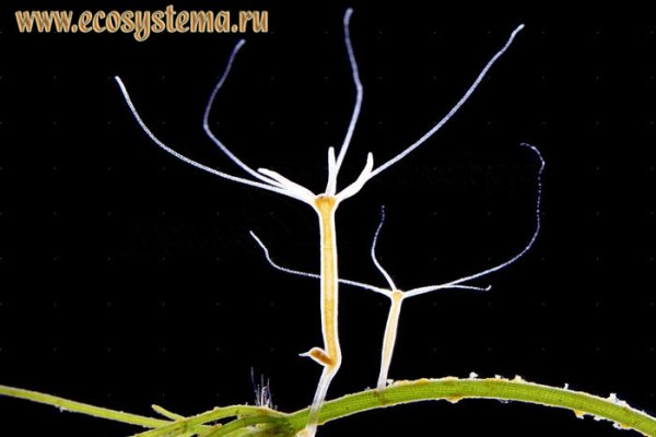 Ссылка на кракен onion kraken dark link