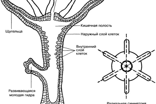 Работающий сайт кракен