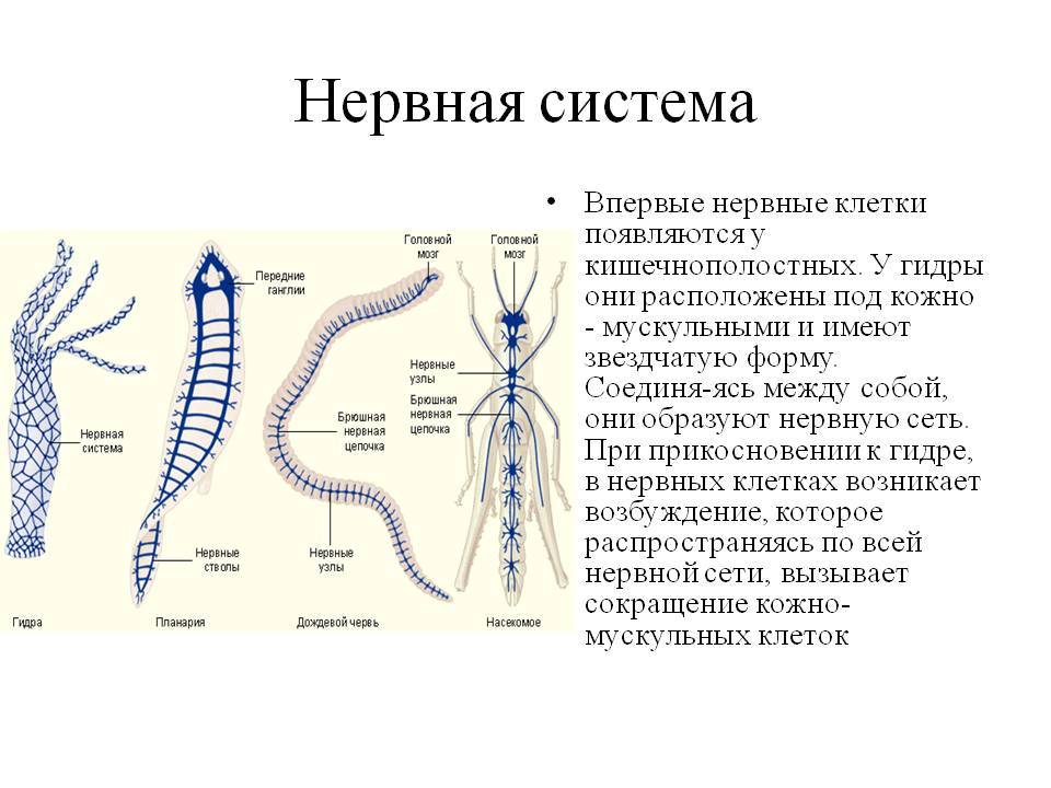 Кракен сайт это