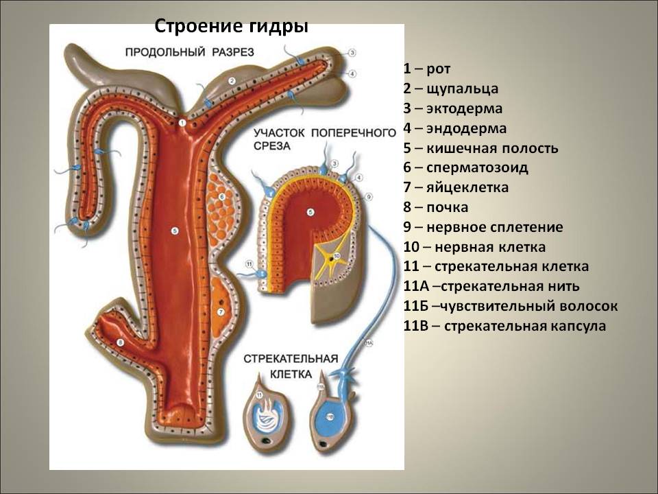 Гидра в даркнете