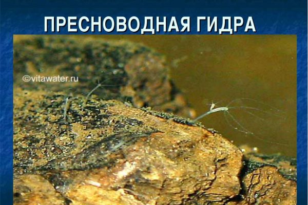 Кракен найдется все